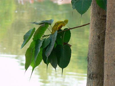 Primary_Pic_Pipal_Pustak.jpg